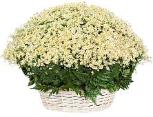 Цветочная композиция из Ромашки в корзине #REPLACE_PRED# Проводник