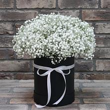 Цветочная композиция из Гипсофила в шляпной коробке #REPLACE_PRED# Проводник